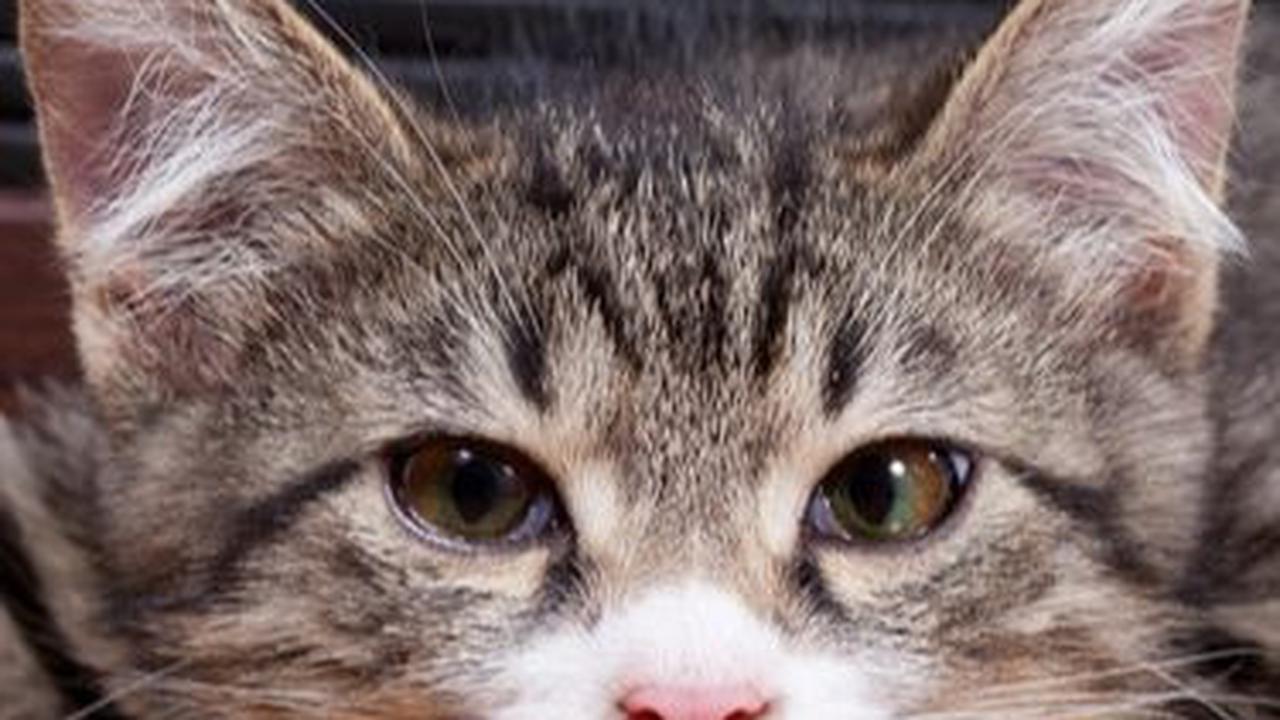 200 Nama kucing Lucu dan Menggemaskan, Cocok untuk Anabul Kesayangan