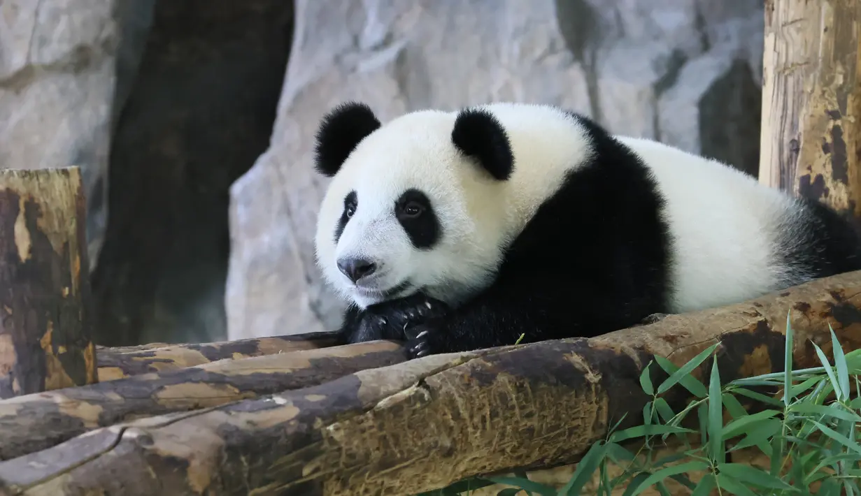 Jiajiazai, bayi dari panda raksasa Jiajia, beristirahat di aula panda raksasa Taman Margasatwa Shanghai di Shanghai, China timur (7/8/2020). Taman Margasatwa Shanghai memulai sebuah kampanye pengumpulan nama untuk bayi panda raksasa itu. (Xinhua/Wang Xiang)