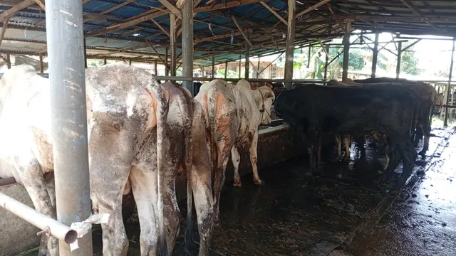 Hewan kurban di Masjid Agung Raja Hamidah, Batam.