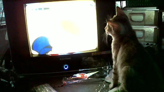 6 Potret Kucing Serius Nonton TV Ini Bikin Gemas Lihatnya
