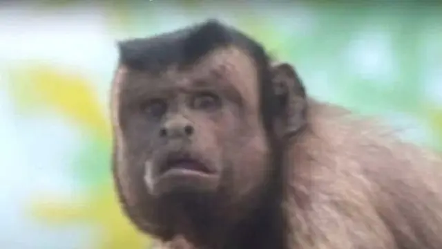 Super Aneh, Ini Hewan yang Punya Wajah Mirip Manusia