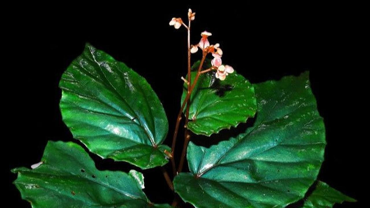 Begonia<br>