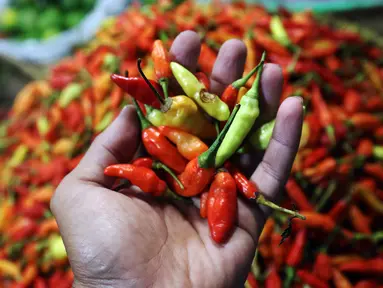 Pedagang menunjukkan cabai di Pasar Lembang, Tangerang, Banten, Selasa (21/12/2021). Jelang Natal, harga cabai rawit merah alami kenaikan hingga menembus Rp 100 ribu per kilo. (Liputan6.com/Angga Yuniar)