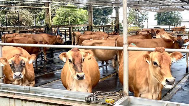 Nihil Kasus PMK, Intip Cara Peternakan Sapi di Malang Cegah Penyakit Mulut dan Kuku