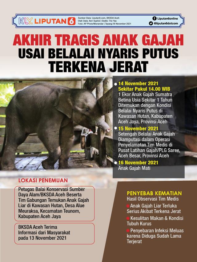 Infografis Akhir Tragis Anak Gajah Usai Belalai Nyaris Putus Terkena Jerat. (Liputan6.com/Trieyasni)