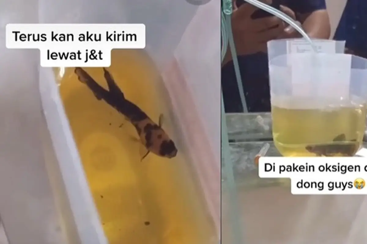 Viral, Video Ikan Cupang Dibawa ke IGD karena Nyaris Mati