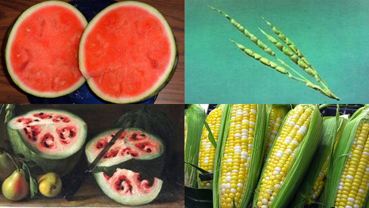 Seperti inilah Wujud Sayur dan Buah Ribuan Tahun Lalu