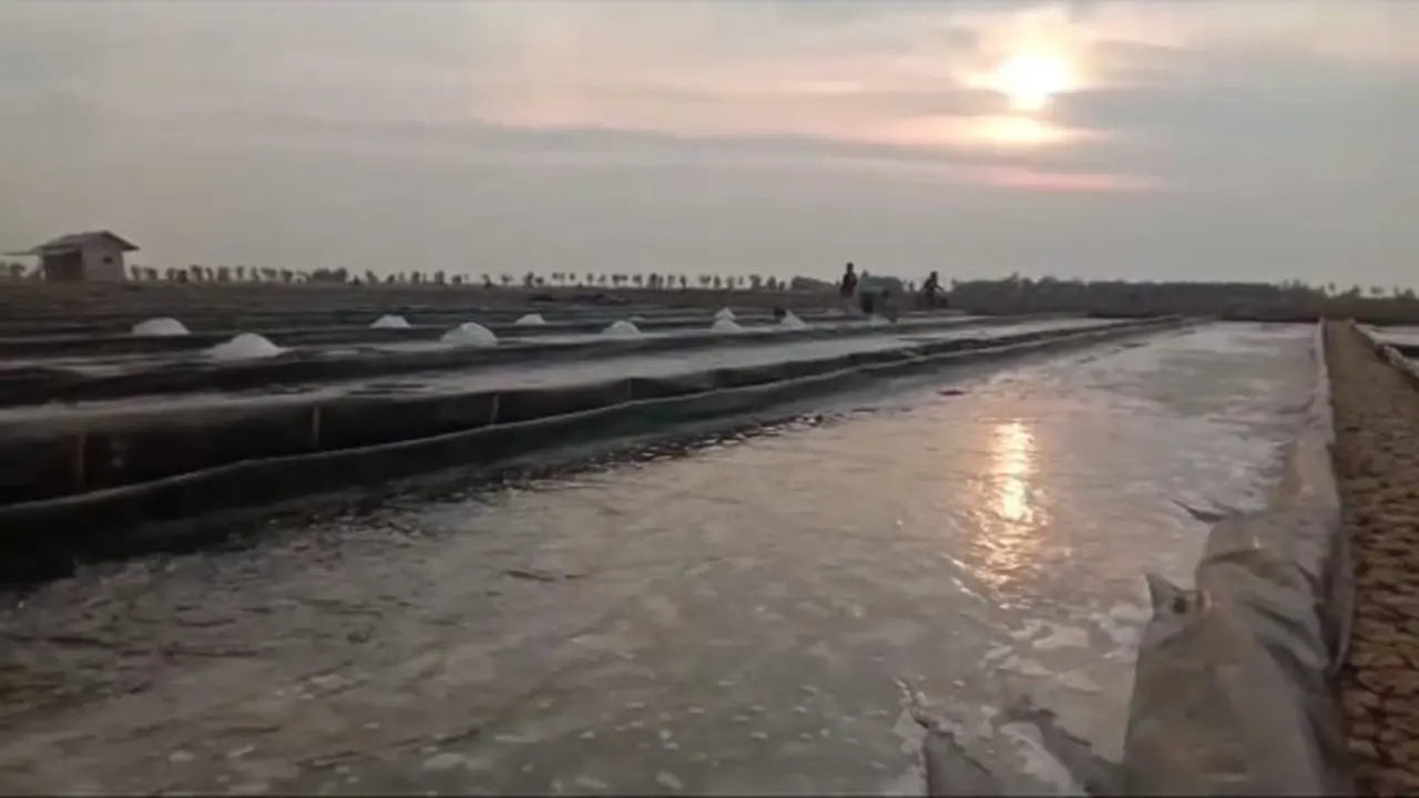 Produksi Jadi Maksimal, Fenomena El Nino Jadi Berkah Bagi Pembudidaya Garam di Kabupaten Karawang