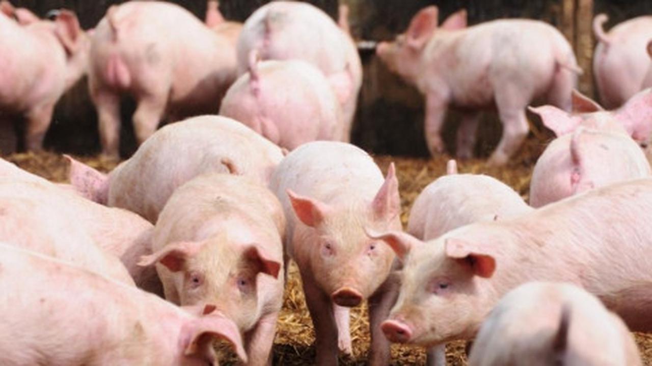 Babi ngepet gegerkan warga Bandung
