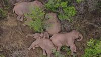 Dalam foto udara yang diambil 7 Juni 2021 ini sekawanan gajah yang bermigrasi beristirahat di hutan pinggiran kota Kunming, di Provinsi Yunnan, China. Kawanan gajah itu diketahui sedang melakukan proses migrasi jauh dari habitat aslinya, cagar alam provinsi Yunnan (Yunnan Forest Fire Brigade via AP)