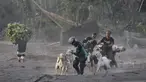 Warga mengevakuasi ternak dari desanya menyusul erupsi Gunung Semeru di desa Kajar Kuning, Lumajang, Jawa Timur, Senin, 5 Desember 2022. Gunung Semeru mengalami kenaikan dari Level III (Siaga) menjadi Level IV (Awas) sejak 4 Desember 2022 pada pukul 12.00 WIB, sehingga Pusat Vulkanolologi dan Mitigasi Bencana Geologi memberikan beberapa rekomendasi agar masyarakat mematuhinya. (AP Photo/Imanuel Yoga)