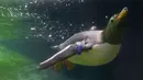 Seekor penguin Gentoo saat berenang di kandangnya di Taman Pairi Daiza di Cambron-Casteau, Belgia, Senin (5/7/2021). Penguin Gentoo memiliki berat mencapai 8 kilogram. (AP Photo/Virginia Mayo)