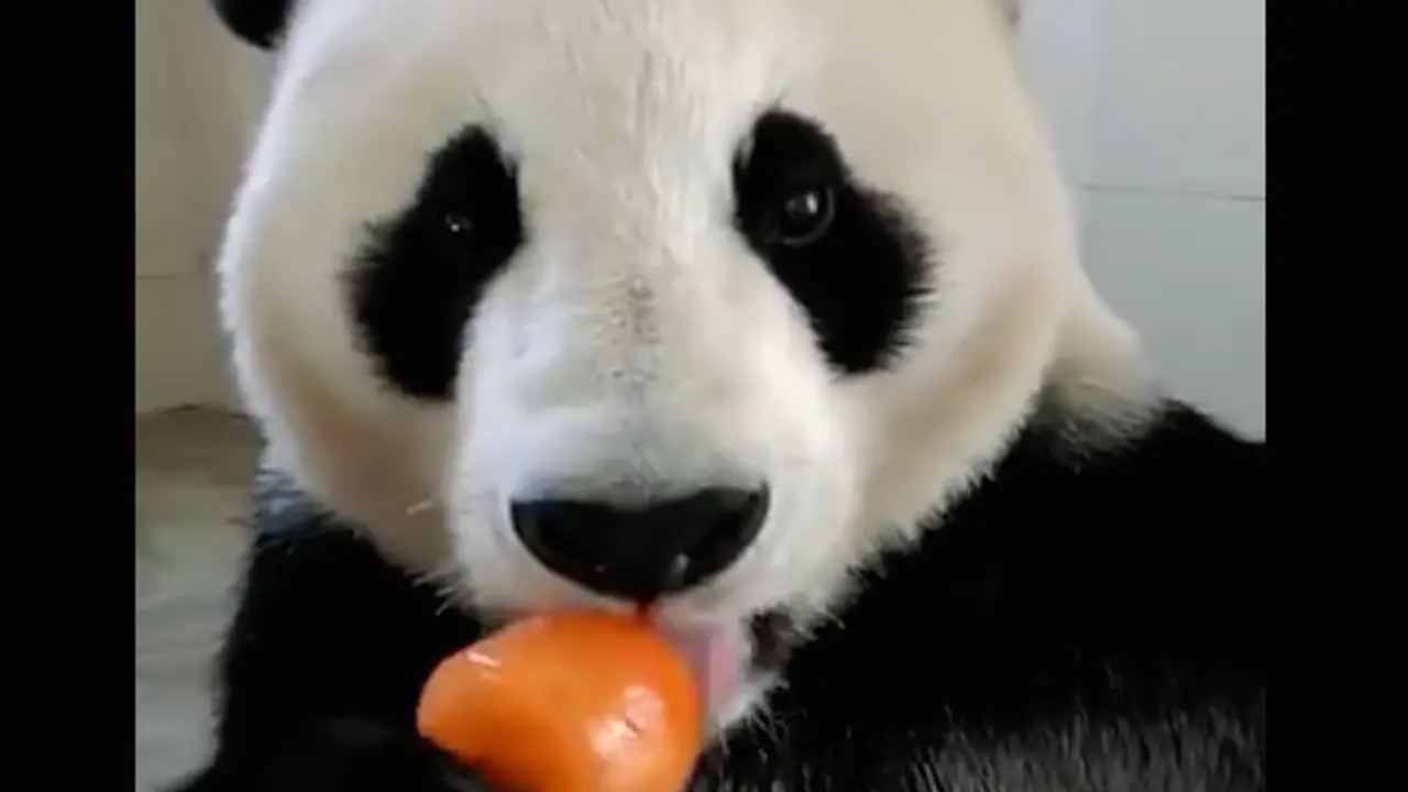 [Bintang] Bertenaga Kuat, Panda Ini Nggak Sanggup Makan Es Krim