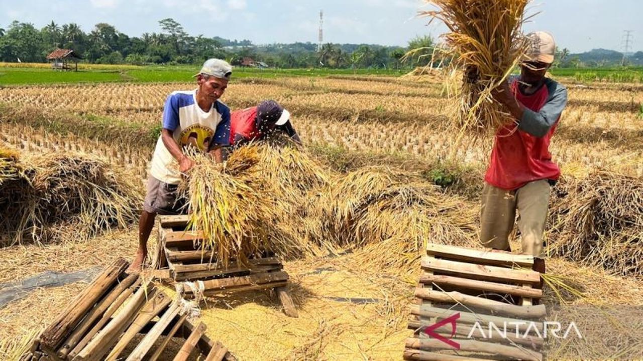 Trivia: Kebijakan 'Any Quality' Bulog Uji Kualitas Beras Nasional, Ini Tantangan dan Solusinya