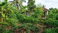 10 Tanaman yang Wajib Ada dalam Food Forest Tropis agar Kebun Lebih Produktif dan Berkelanjutan