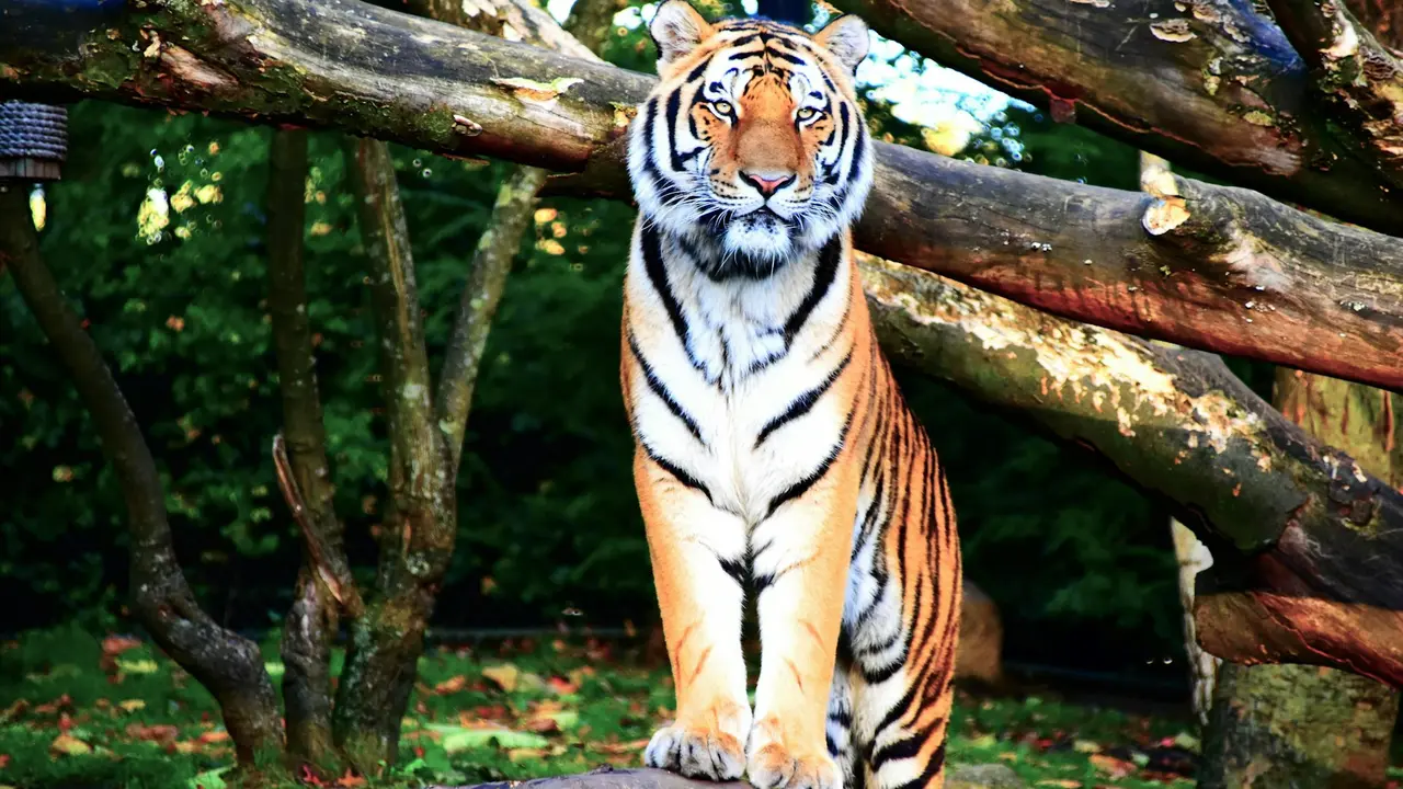 Bengal Tiger