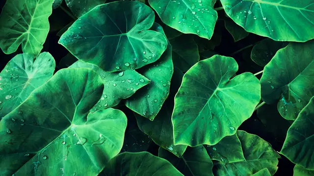 Daun Talas/Photo by Vi Tran on Unsplash