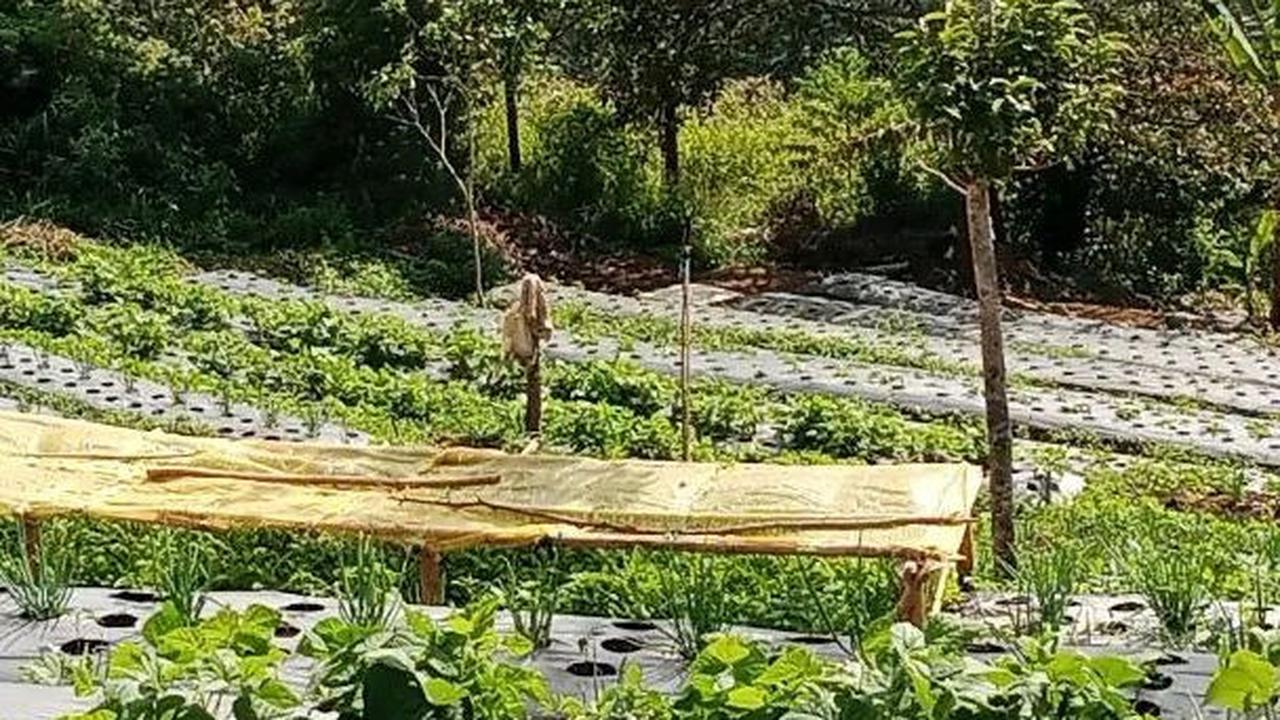 Luasnya lahan kosong di rumahnya membuat Yoyoh banyak menanam beragam jenis tanaman. Rumahnya sendiri terletak jauh dari pemukiman padat penduduk.
