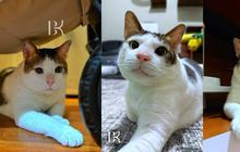 FOTO: Lucunya Bobby Kertanegara Kucing 'Kasta Tertinggi' Prabowo Punya Kamar Sendiri di Istana Negara