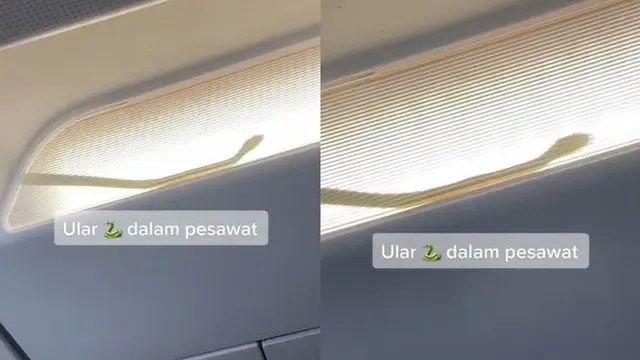 Viral Ada Ular di Dalam Kabin Pesawat, Lakukan Pendaratan Darurat