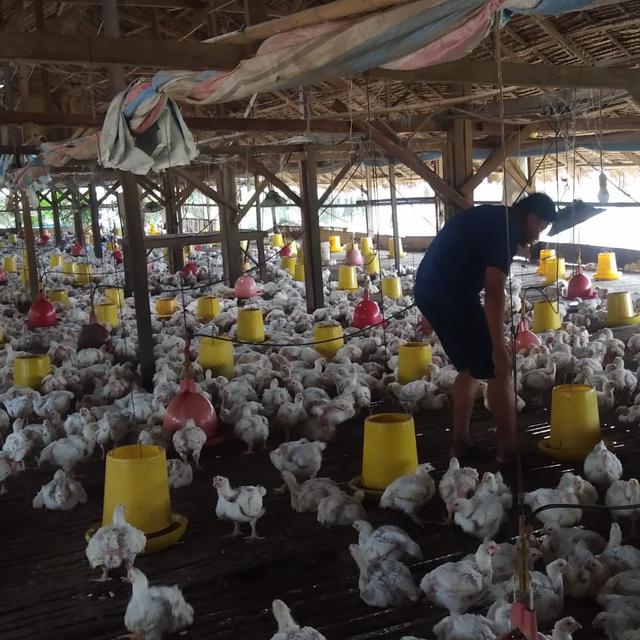 Harga Cuma Rp 8 000 Per Ekor Peternak Ayam Di Palembang