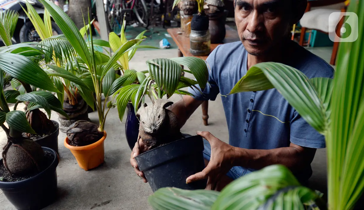 Seniman, Herman Ronda (49) menyelesaikan bibit pohon kelapa untuk dijadikan bonsai di Pondok Benda Pamulang, Tangerang Selatan, Selasa (13/10/2020). Budidaya bonsai tanaman kelapa semakin digemari untuk memanfaatkan waktu dengan harga dari Rp 250 ribu hingga Rp 500 ribu. (merdeka.com/Dwi Narwoko)