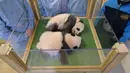 Dua anak panda bernama Fleur de Coton (kanan) dan Petite Neige (kiri) berada di Kebun Binatang Beauval, Saint-Aignan-sur-Cher, Prancis, 18 November 2021. Dua anak panda tersebut memiliki nama China Yuandudu dan Huanlili. (GUILLAUME SOUVANT/AFP)