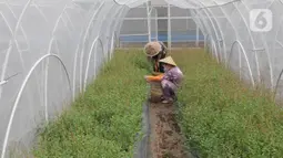 Maisa yang penyandang autisme memanen sayuran dalam kebun hidroponik di kawasan Ciganjur, Jakarta, Rabu (9/2/2022). Berkat dukungan kedua orang tuanya, Kebun Maisya Petani yang dikelolanya selama lebih dari dua tahun mampu mencukupi kebutuhan sehari-hari dan pegawainya. (merdeka.com/Arie basuki)