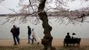 Warga AS bersantai saat menikmati musim semi bunga sakura di Washington DC, AS (26/3). Bunga Sakura merupakan satu keunggulan negara Jepang. (AFP Photo / Zach Gibson)