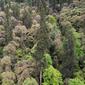 Hutan Abies ernestii var. salouenensis yang masih perawan di wilayah Zayu di Daerah Otonom Tibet, China barat daya, dengan pohon tertinggi setinggi 83,2 meter di tengahnya. (Foto: Institut Botani di bawah naungan Akademi Ilmu Pengetahuan China)