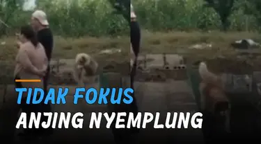 Ada-ada saja tingkah laku anjing ini ketika berjalan di jembatan akhirnya nyemplung sungai.