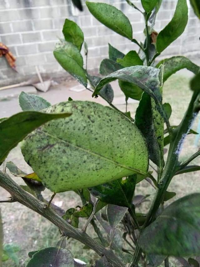 Dampak pencemaran abu PLTU di Dusun Winong, Selarang, Cilacap. (Foto: Liputan6.com/ Bagus Ginanjar untuk Muhamad Ridlo)
