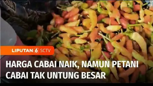 VIDEO: Harga Komoditas Jelang Ramadan Masih Tinggi, Petani Cabai Tak Untung Besar