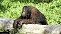 Kegemukan, Orangutan Malaysia Jalani Diet