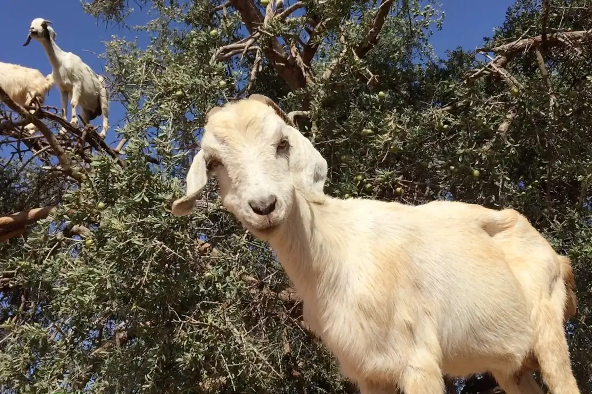 Kambing