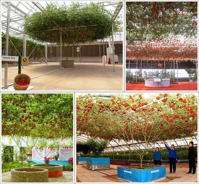 Pohon tomat yang menghasilkan 32 ribu buah saat panen | Photo: Copyright odditycentral com