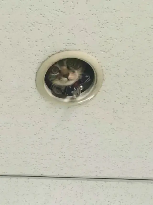 6 Potret Kucing Ngintip dari Atas Rumah Ini Bikin Kaget Lihatnya