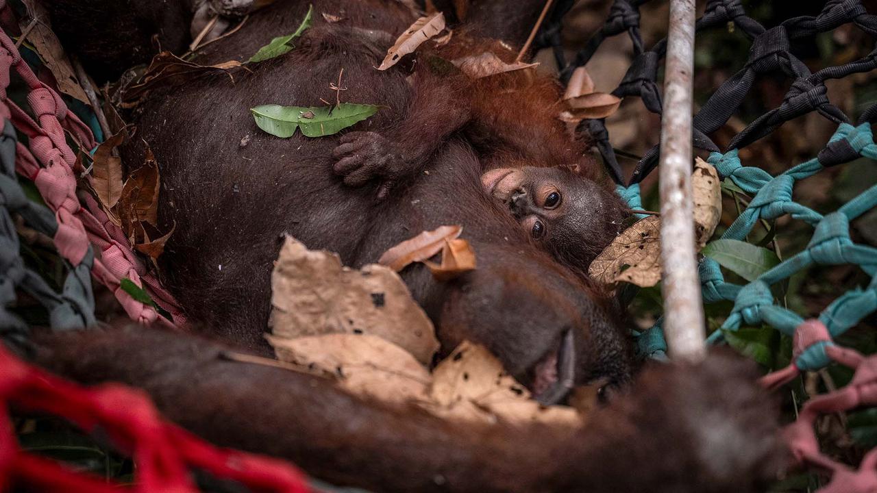Enam Orangutan Berpacu Menemukan Jalan Pulang