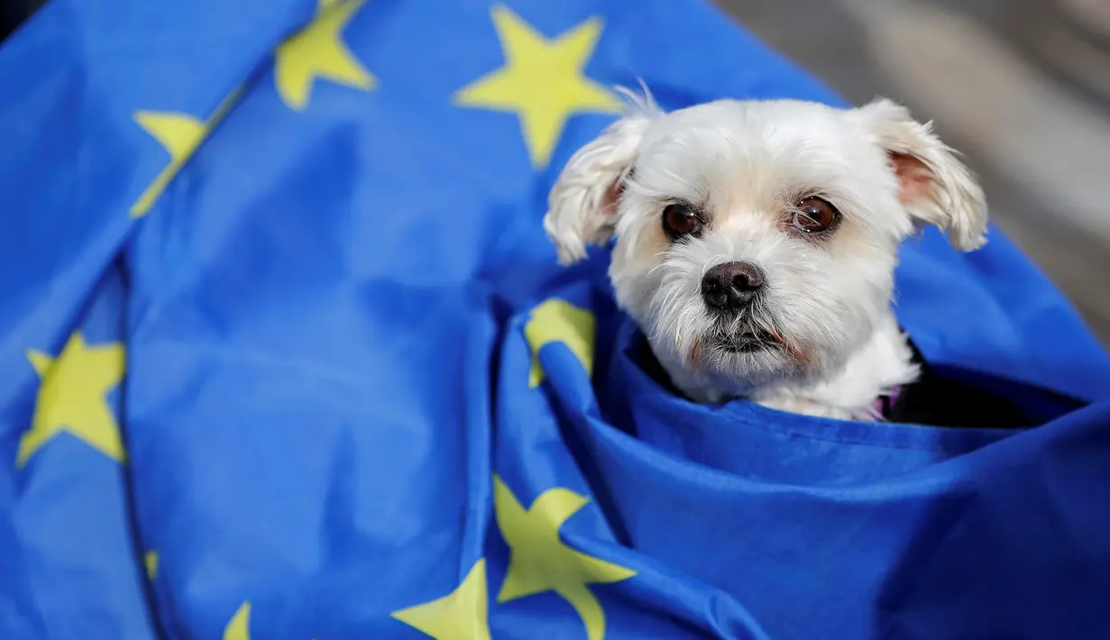 Seekor anjing dan pemiliknya mengikuti pawai anti-Brexit di London, Minggu (7/10). Para pemilik anjing ini mengkhawatirkan kekurangan dokter hewan dan kenaikan biaya makanan hewan peliharaan jika Inggris keluar dari Uni Eropa. (AFP/Tolga AKMEN)