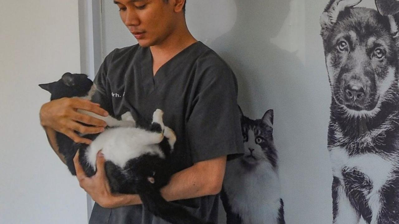 Selain itu, di jasa penitipan Kucing Amore Pejaten ini juga menjamin keamanan dan kebersihan kucing yang dititipkan. <br><br>Mereka memiliki petugas dan dokter hewan yang berpengalaman untuk menjaga kucing tetap sehat. Foto: merdeka.com / Arie Basuki<br>