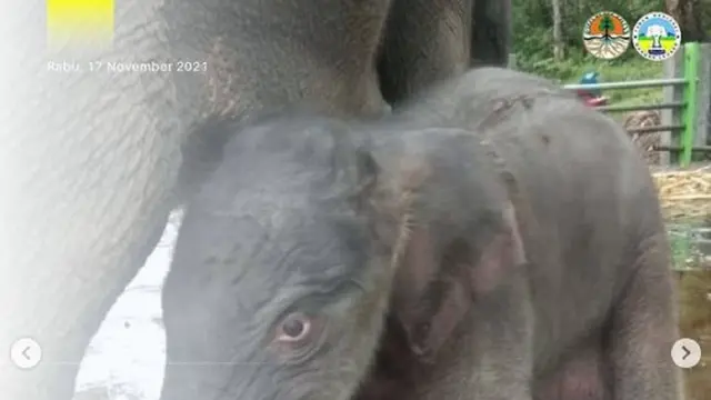 Anak Gajah