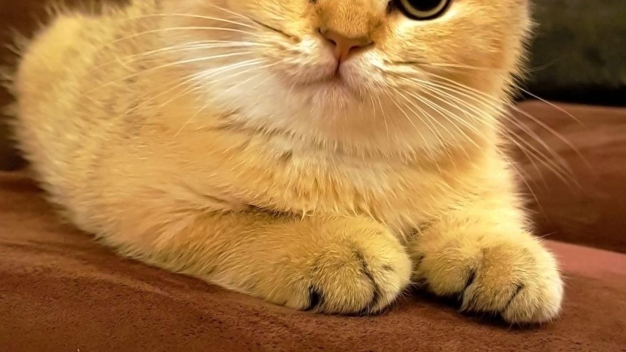 Gejala Infeksi Virus Calici pada Kucing, Penyebab dan Cara Mengatasinya yang Perlu Diketahui