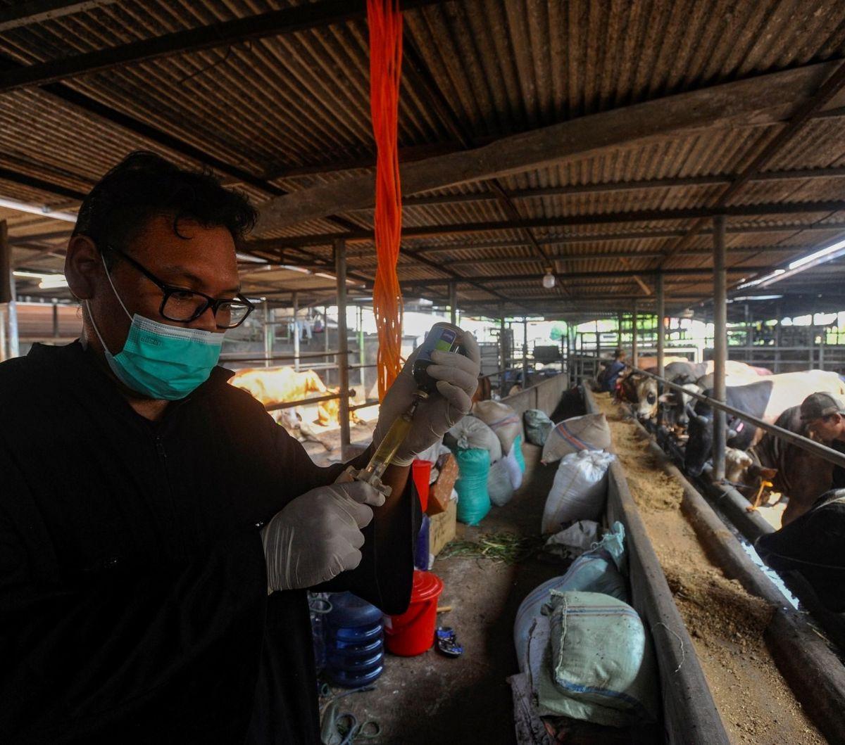 Tujuan dari pemeriksaan ini adalah untuk mengidentifikasi adanya penyakit atau kondisi kesehatan yang mungkin dimiliki oleh hewan kurban. Foto: merdeka.com / Arie Basuki<br>