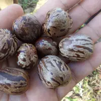 Hayooo... Siapa yang waktu masih SD mainnya ngadu biji karet?