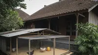 7 Desain Umbaran Ayam di Samping Rumah Tanpa Mengganggu Tetangga, Solusi Beternak Harmonis