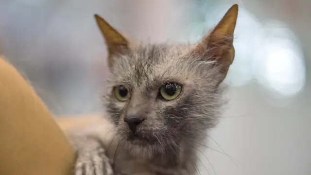 Tampil Beda, 5 Ras dengan Ciri Fisik Unik ini Siap Mencuri Hati Catlover