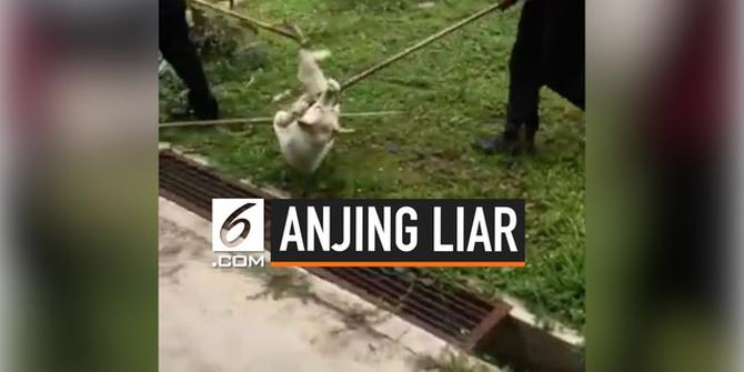 VIDEO: Viral Rekaman Perlakuan Kejam Terhadap Anjing di Malaysia