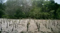 Dalam upaya melestarikan lingkungan, Akulaku Group menanamkan sebanyak 1.001 bibit mangrove di Teluk Benoa, Kabupaten Badung, Bali dalam kampanye yang bertajuk #AkuHijaukanIndonesia. (Ist)