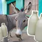 Pakar nutrisi menyebut kandungan susu keledai lebih mendekati kandungan ASI dibandingkan susu sapi.  (Foto: Metro)