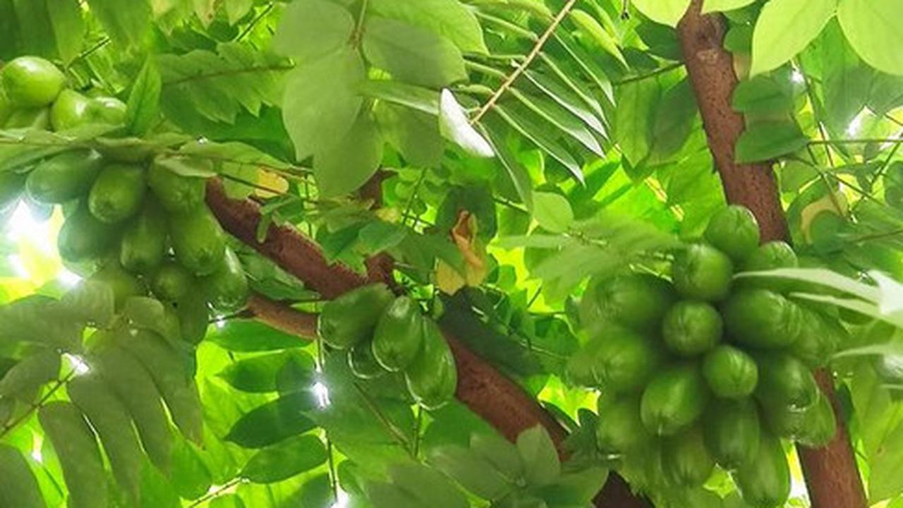 Pohon Belimbing Wuluh